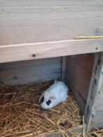 2  x Cavia :  vrouwtjes, Dieren en Toebehoren, Cavia, Vrouwelijk, Tam, September