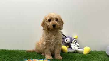 Cockapoo pups beschikbaar voor biedingen