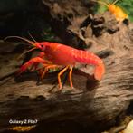 Kreeft, Dieren en Toebehoren, Vissen | Aquariumvissen, Kreeft, Krab of Garnaal, Zoetwatervis