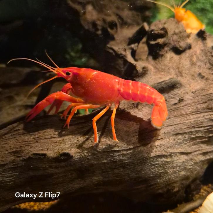Kreeft, Animaux & Accessoires, Poissons | Poissons d'aquarium, Poisson d'eau douce, Homard, Crabe ou Crevette