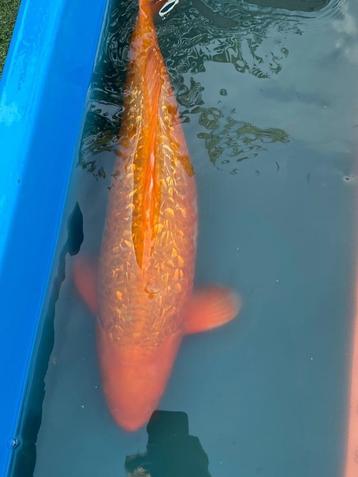 Ginrin Karashigoi 60cm beschikbaar voor biedingen