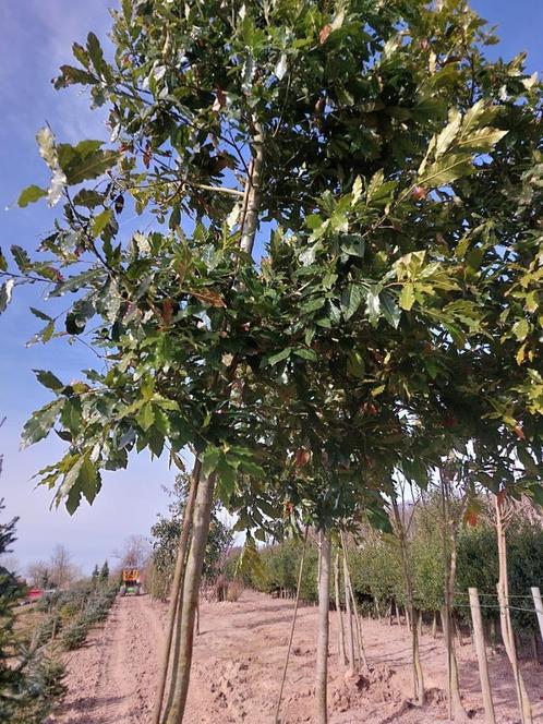 Mexicaanse eik of Quercus Maya. Groenblijvende boom, Tuin en Terras, Planten | Bomen, Leiboom, 250 tot 400 cm, Volle zon, Bloeit niet