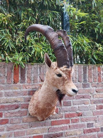 Tête en peluche, bouquetin, taxidermie, crâne, corne, bois,  disponible aux enchères