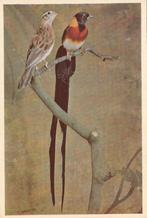 PARADIJS  WEDUWVINKEN  Koppel, Verzamelen, Postkaarten | Dieren, Verzenden, Ongelopen, Vogel