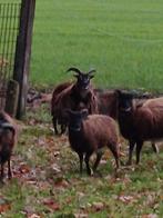 3 mooie soay ooien lammeren, Dieren en Toebehoren, Schapen, Geiten en Varkens