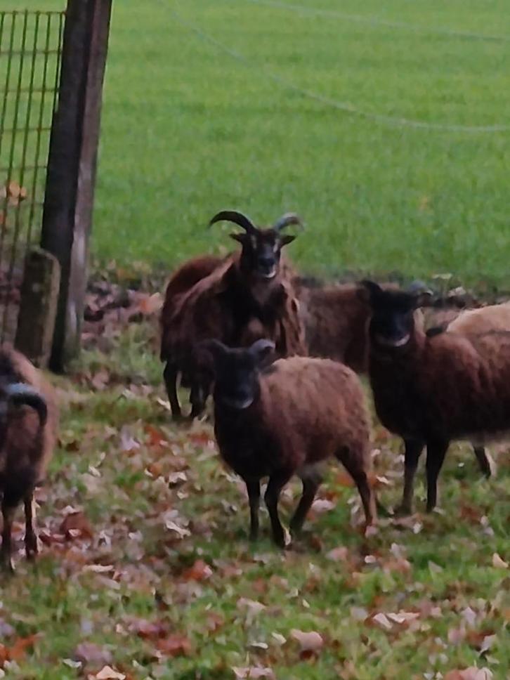 3 mooie soay ooien lammeren, Dieren en Toebehoren, Schapen, Geiten en Varkens