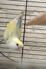Agapornis Roseicollis 2j oud. Mannetje, Dieren en Toebehoren, Vogels | Parkieten en Papegaaien, Tam