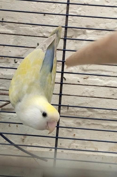 Agapornis Roseicollis 2j oud. Mannetje, Dieren en Toebehoren, Vogels | Parkieten en Papegaaien, Tam