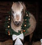 Knappe nmprs hengst, Dieren en Toebehoren, Niet van toepassing, Hengst, 7 tot 10 jaar, Tuigpony