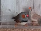 zebravinken, Meerdere dieren, Tropenvogel, Geringd
