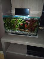 Fluval Edge 23 liter, Ophalen, Zo goed als nieuw, Gevuld zoetwateraquarium
