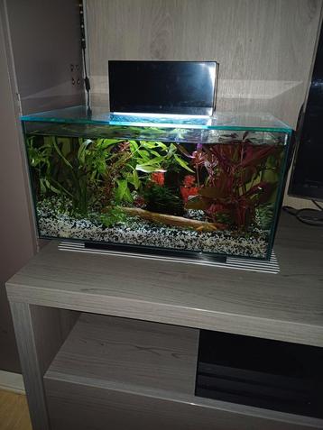 Fluval Edge 23 liter, Enlèvement, Comme neuf, Aquarium d'eau douce rempli