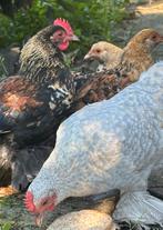 Sabelpootkrielen, Dieren en Toebehoren, Pluimvee, Meerdere dieren, Kip