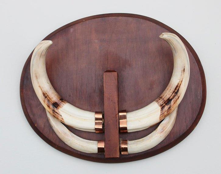 Tanden WRATTENZWIJN op hardhouten schild (ref. A), Verzamelen, Dierenverzamelingen, Gebruikt, Overige typen, Wild dier, Ophalen of Verzenden