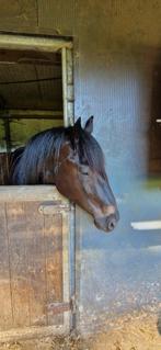 merens veulen, Dieren en Toebehoren, Paarden, Merrie, Minder dan 160 cm, Gechipt, Niet van toepassing