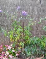 Vlinderstruik die mooie, paarse bloemen geeft, Tuin en Terras, Ophalen of Verzenden, Zomer