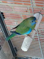 4 Splendid parkieten 2025 3 poppen 1 man. 0486 215927, Dieren en Toebehoren, Vogels | Parkieten en Papegaaien, Geringd