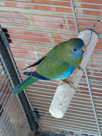 4 Splendid parkieten 2025 3 poppen 1 man. 0486 215927  beschikbaar voor biedingen