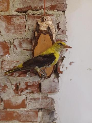 Wielewaal beschikbaar voor biedingen