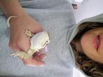 Dwerg baardagaam met terrarium, Dieren en Toebehoren, Met terrarium, 0 tot 2 jaar