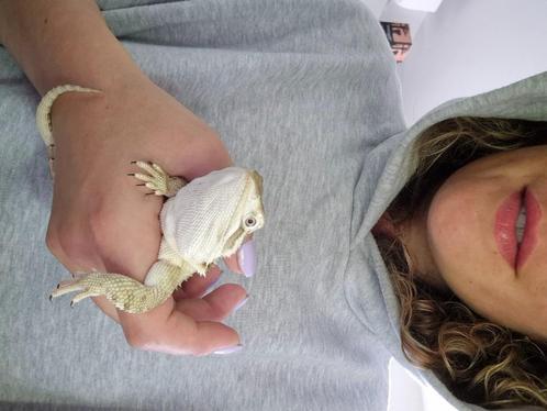 Dwerg baardagaam met terrarium, Dieren en Toebehoren, Reptielen en Amfibieën, 0 tot 2 jaar, Met terrarium, Tam