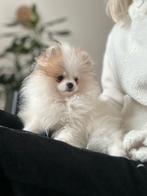 Pomeriaan 2 mini Ice/White teefjes puppies Pomeranian in Bel, Animaux & Accessoires, Chiens | Huskys, Loulous & Types primitifs