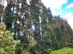 Te vellen bomen = gratis brandhout, Tuin en Terras, Brandhout, Stammen, Ophalen