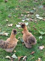 zijdehoen hennetjes, Dieren en Toebehoren, Pluimvee, Vrouwelijk, Kip