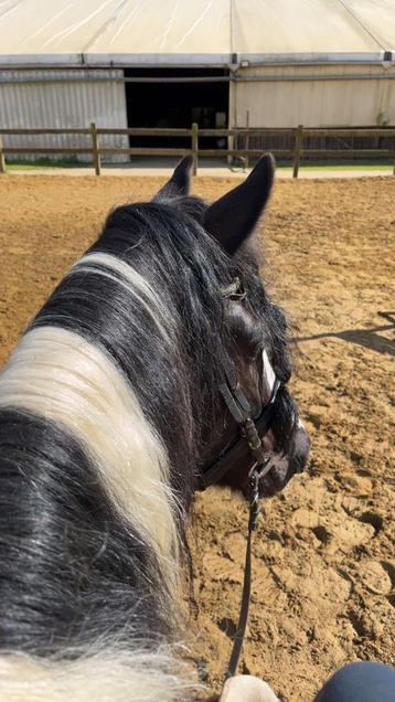 ik zoek een shetlander (gratis) beschikbaar voor biedingen