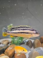 auratus trio, Dieren en Toebehoren, Vissen | Aquariumvissen