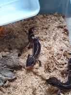 Mooi black night koppel, Dieren en Toebehoren, Reptielen en Amfibieën