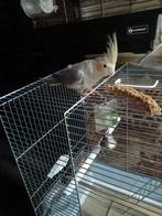 Handtamme valkparkiet pop (DNA gesekst), Dieren en Toebehoren, Vogels | Parkieten en Papegaaien, Vrouwelijk, Parkiet, Geringd