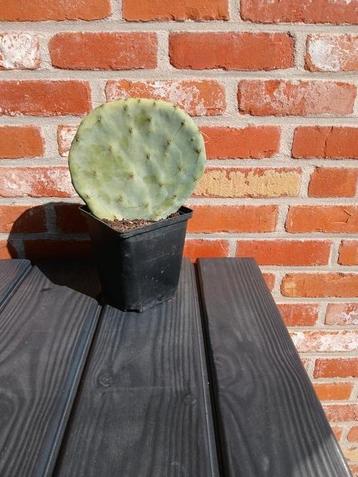 Opuntia robusta beschikbaar voor biedingen