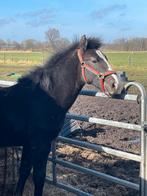 Hengstveulen Zangersheide, Dieren en Toebehoren, Springpaard, Gechipt, Niet van toepassing, 0 tot 2 jaar