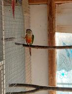 Pyrrhura (met DNA attest), Dieren en Toebehoren, Mannelijk, Parkiet, Geringd