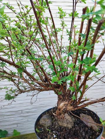 bonsai startplant potentilla wit