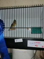 baardsijs x kneu tt vogel, Animaux & Accessoires, Oiseaux | Oiseaux Autre