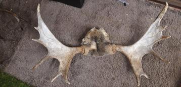 1 x eland gewei. En 2 stuks rendier gewei beschikbaar voor biedingen