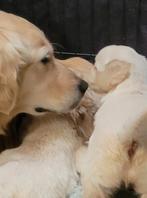 Golden retriever pups geboren  opgroeiend in huis met poezen, Dieren en Toebehoren, Golden retriever, België, Fokker | Hobbymatig
