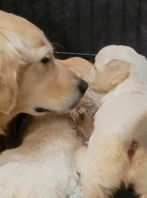 Golden retriever pups geboren  opgroeiend in huis met poezen, Dieren en Toebehoren, Honden | Retrievers, Spaniëls en Waterhonden