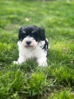 Prachtige Havanezer 🐶💖pupjes bij ons 🍼🏡geboren!!, Dieren en Toebehoren, Honden | Chihuahua's en Gezelschapshonden, België