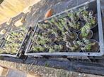 jonge lavendelplantjes lanvendel plantjes  ongeveer 90 stuks, Enlèvement, Plante fixe