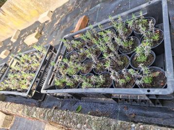 jonge lavendelplantjes lanvendel plantjes  ongeveer 90 stuks