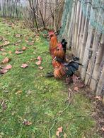2 coqs Barbu d’Uccle mille fleurs à vendre, Animaux & Accessoires, Volatiles, Mâle, Poule ou poulet
