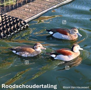Vliegende roodschoudertalingen 2025 beschikbaar voor biedingen