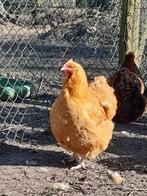 orpington kippen, Dieren en Toebehoren, Geslacht onbekend, Kip