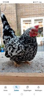 Koppeltje chabo  s, Dieren en Toebehoren, Pluimvee