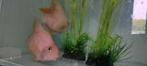 King Kong parrot 50 euro per stuk, Animaux & Accessoires, Poissons | Poissons d'aquarium