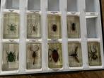 insectes en résine époxy, taxidermie pour l'enseignement