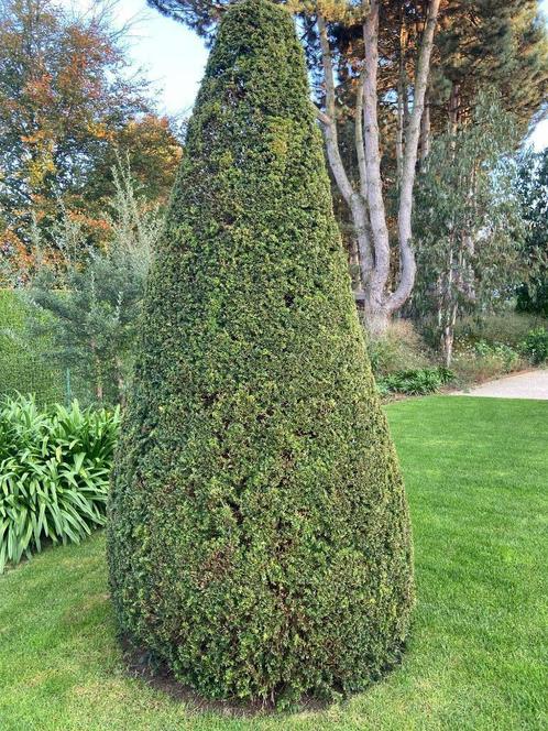 Taxus kegel, Jardin & Terrasse, Plantes | Arbustes & Haies, Arbuste, Taxus, 100 à 250 cm, Enlèvement